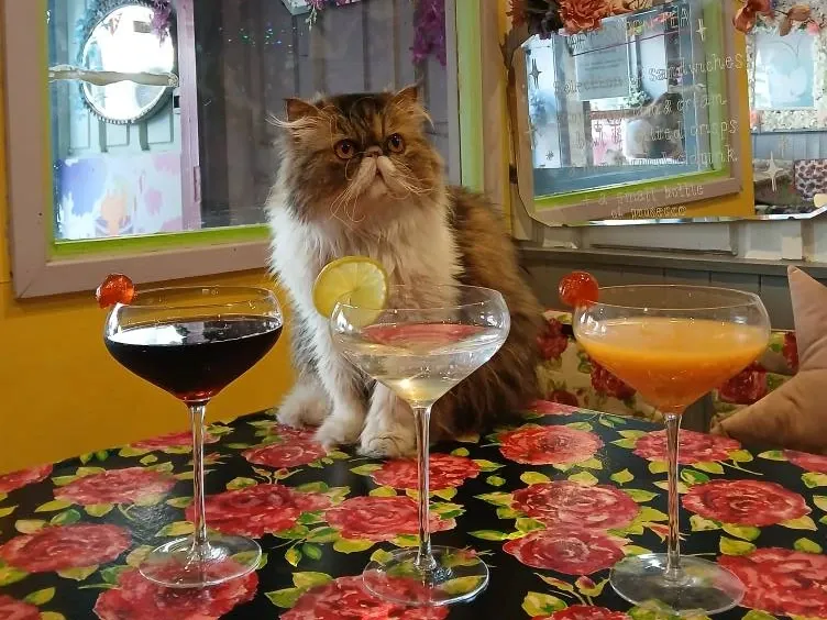 Shakespaw Cat Cafe vintage tearoom"