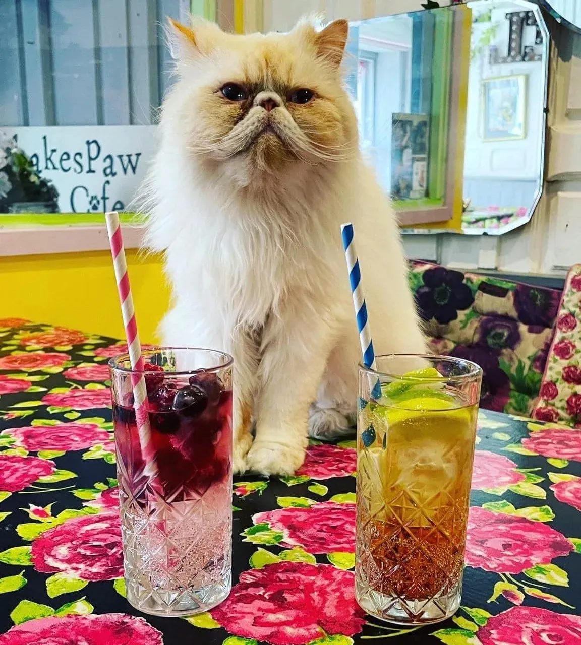 Shakespaw Cat Cafe vintage tearoom