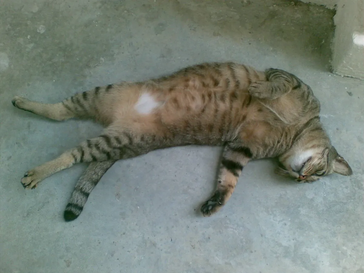 A tabby cat stretched out on the concrete floor at the foot of an HDB block in Singapore
