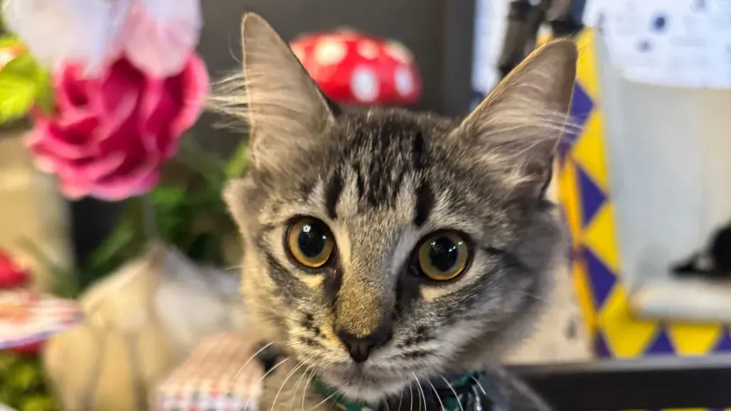 Um filhote rajado em meio à decoração de País das Maravilhas do Sydney's Cat Lounge
