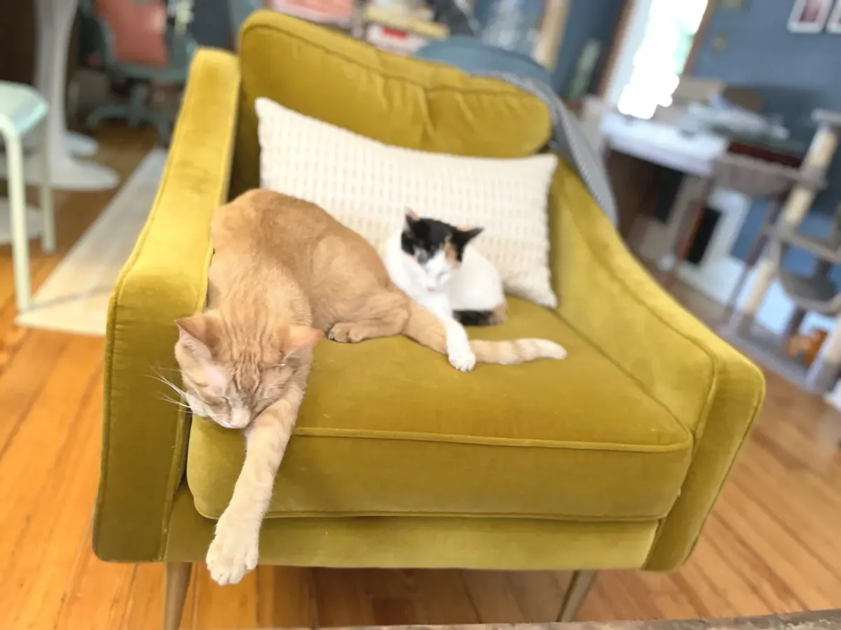 An orange tabby and a black-and-white kitten asleep on a yellow armchair at Teddy Cat Cafe