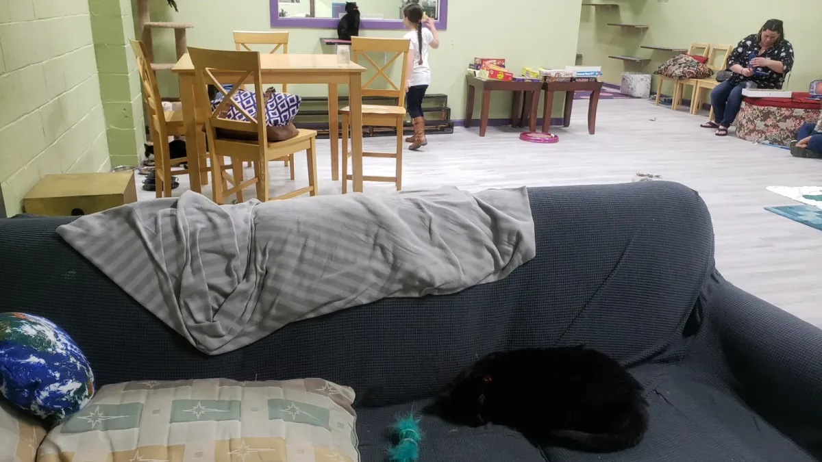 Eine schwarze Katze schläft in der ersten Woche nach der Eröffnung 2019 auf dem Sofa in der Lounge von The Kitty Beautiful