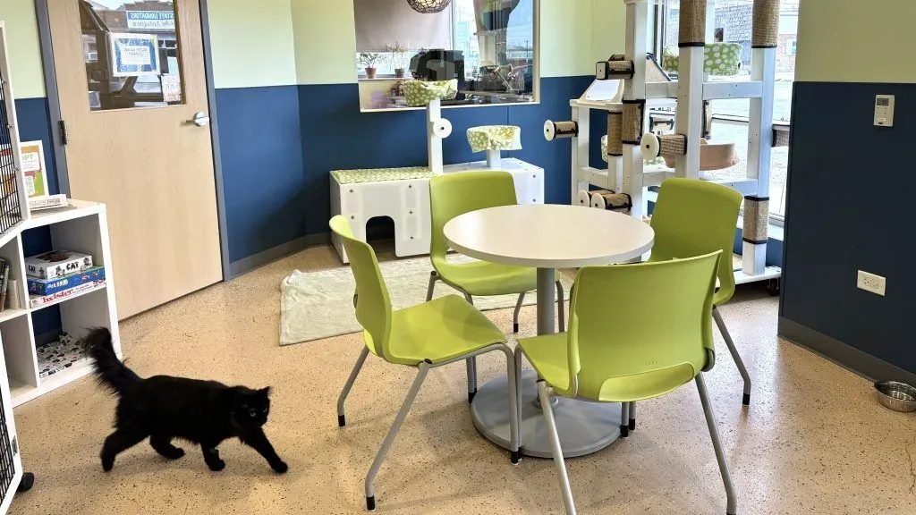 The cat lounge at Tree House Cat Café in West Ridge
