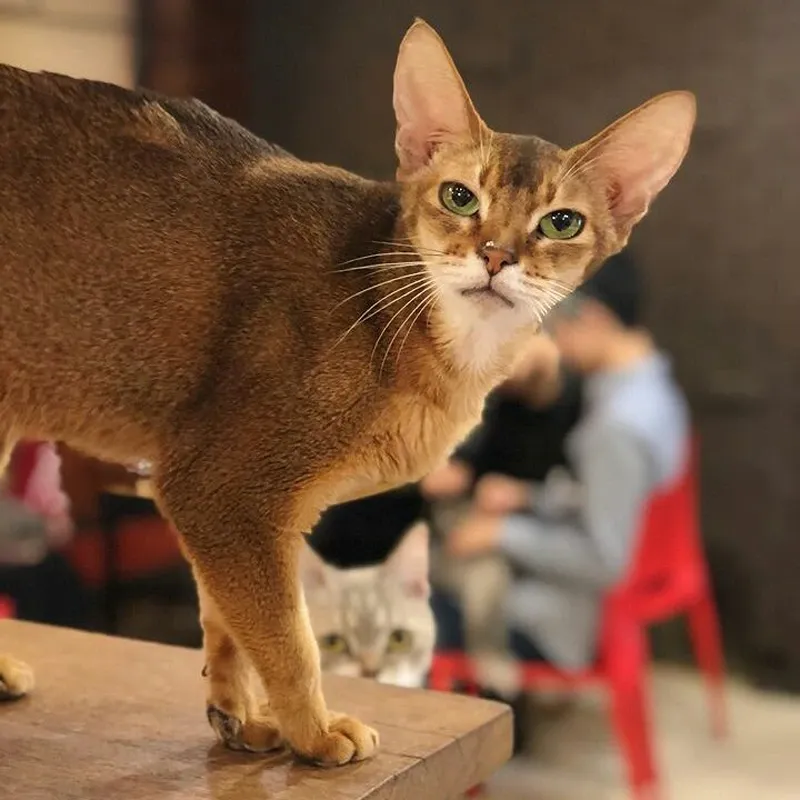 Y Cat Cafe Exotic