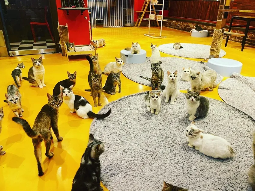 Y Cat Cafe