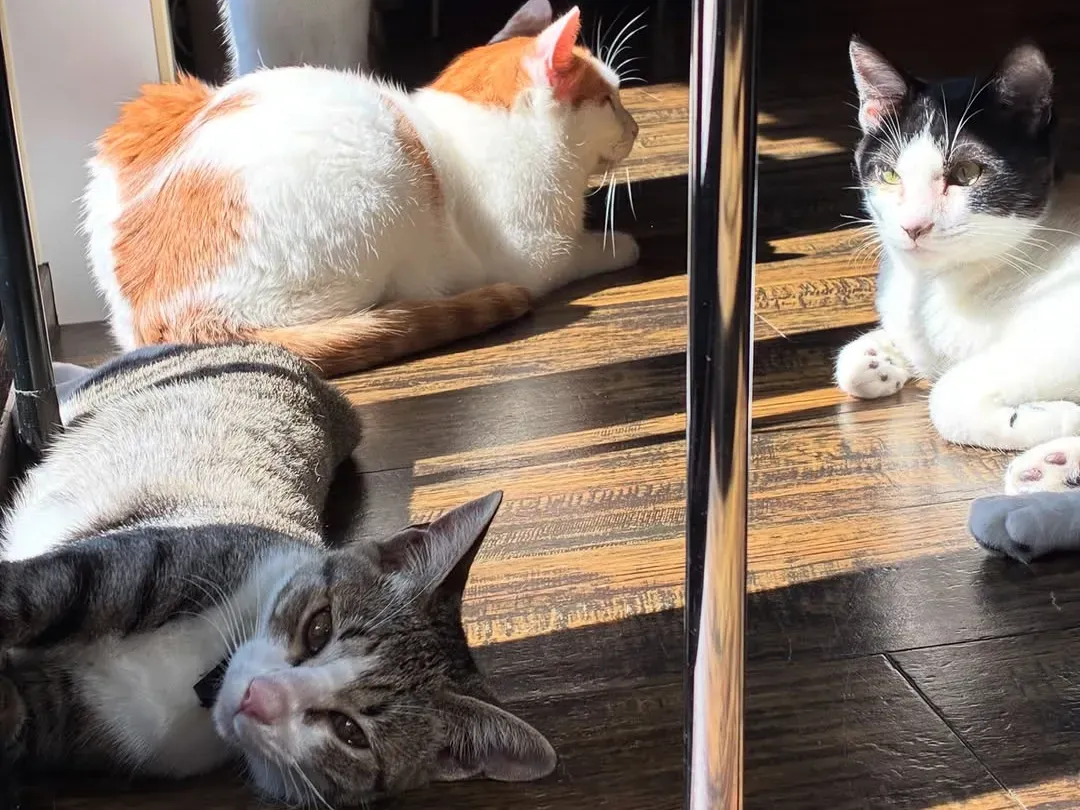 Rescue cats lounging in the sun at Yadorigi Cafe in Yanaka