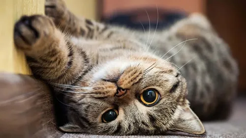 Everything You Need Before Adopting a Cat