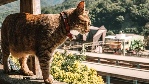 Where was the World's First Cat Cafe?