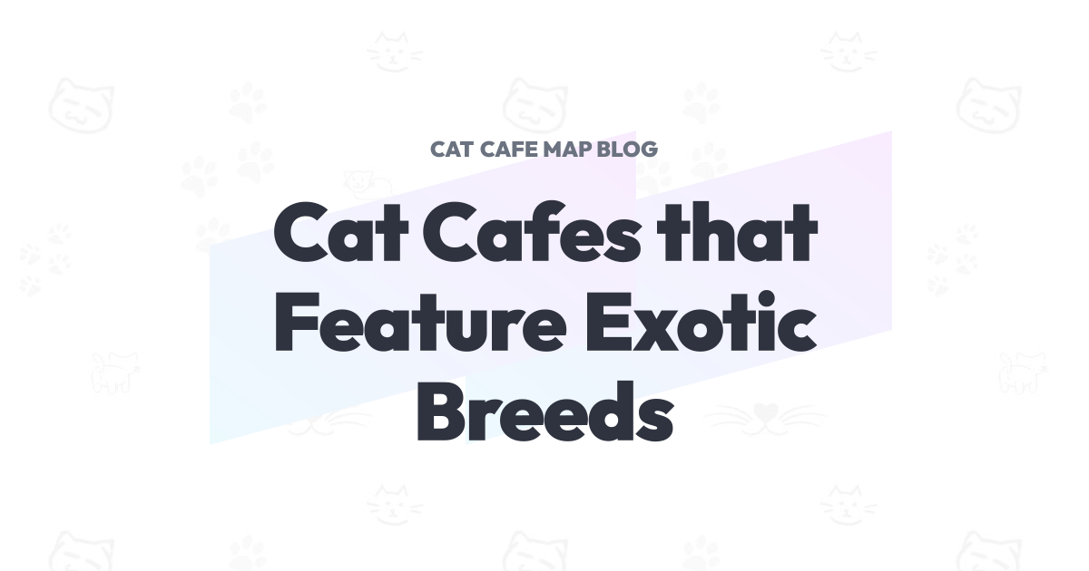 Cat Feature Maps Cat Cafes that Feature Exotic Breeds | Cat Cafe Map